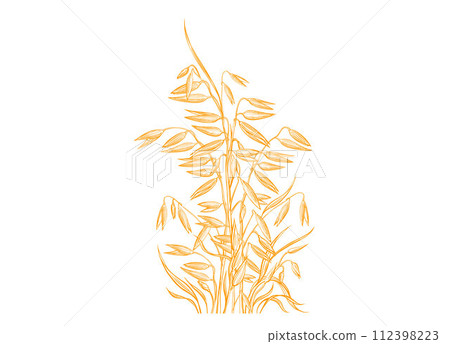 Sheaf of oat spike Vector illustration Golden seed 112398223