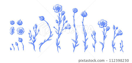 Flax plant and flower. Linen seeds. Botanical set 112398230