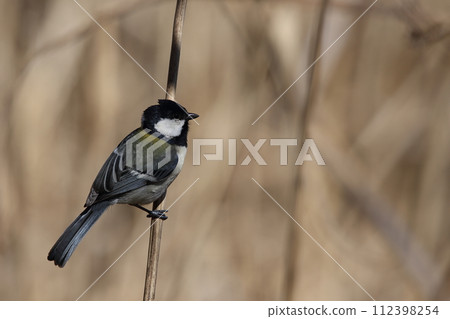 From time to time 112398254