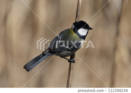 From time to time 112398256