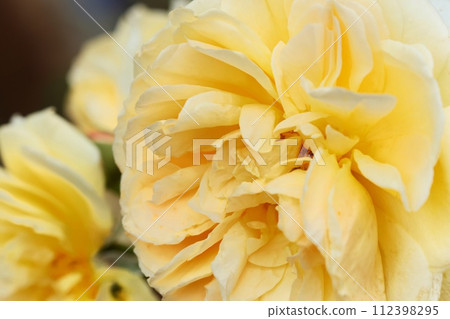 Yellow rose flower, many petals, close-up Yellow rose flower, many petals, close-up 112398295