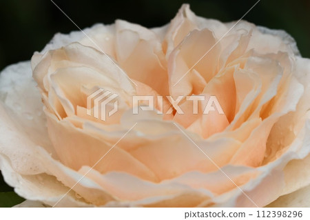 Yellow rose flower, many petals, close-up Yellow rose flower, many petals, close-up 112398296