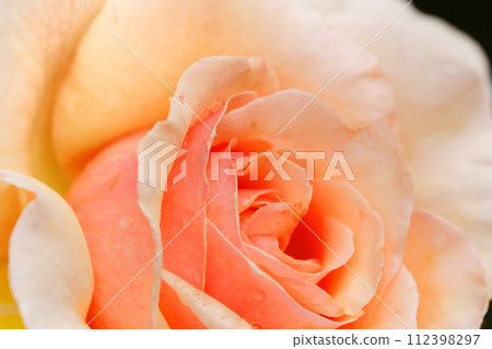 Yellow rose flower, many petals, close-up Yellow rose flower, many petals, close-up 112398297