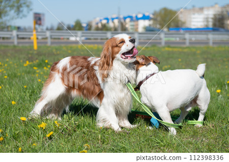 Two purebred dogs Cavalier King Charles Spaniel and Jack Russell walk in nature. Outdoor games Two purebred dogs Cavalier King Charles Spaniel and Jack Russell walk in nature. Outdoor games 112398336
