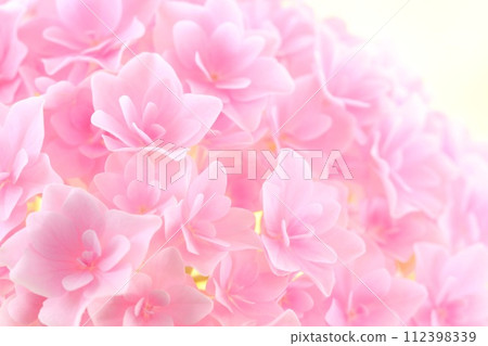 粉紅色的繡球花，密集的雙花，特寫 112398339
