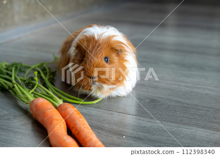 Guinea Pig with Carrots on Wooden Floor Guinea Pig with Carrots on Wooden Floor 112398340