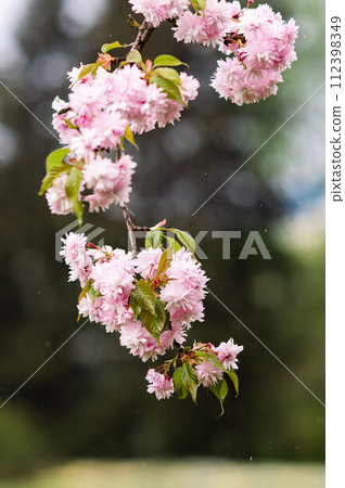 Pink cherry blossoms on branch with raindrops. 112398349