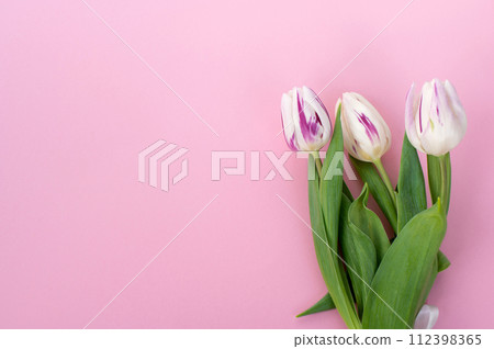 Three bright colorful tulips with stripes lie on a pink background. Top view flat 112398365