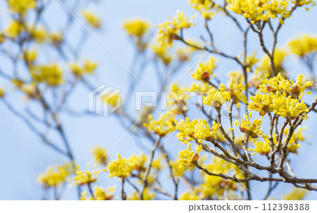 Yellow cornelian flowers that bloom in early spring Yellow cornelian flowers that bloom in early spring 112398388