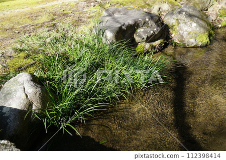 「Skisho」喜歡生長在山澗、水道沿岸等濕地。 112398414