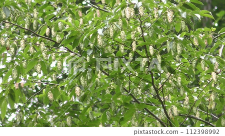 Fruit of bear sea whale Fruit of bear sea whale 112398992