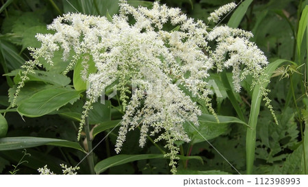 Flower of an aza horse Flower of an aza horse 112398993
