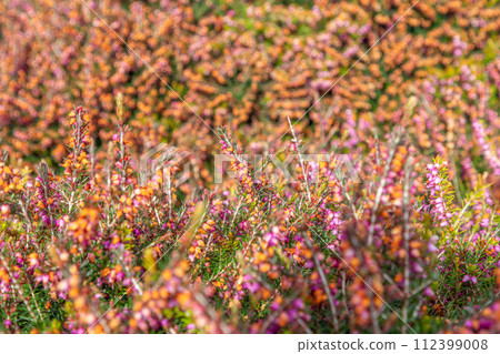 Field of vibrant purple heather blooms, a beautiful natural background with a creative bokeh effect 112399008