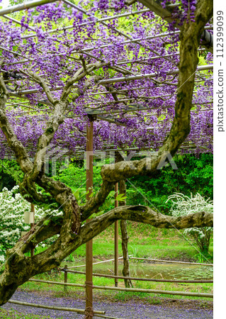 Yaeguro Ryuwisteria stands out in the fresh green forest of spring (Kao Ancient Forest Exchange Facility “Satoyama”) Yamaga City 112399099