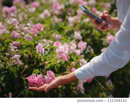 woman enjoying the aroma and make photo in her smartphone in Field of Damascena roses in sunny summer day . village Guneykent in Isparta region, Turkey a real paradise for eco-tourism. woman enjoying the aroma and make photo in her smartphone in Field of Damascena roses in sunny summer day . village Guneykent in Isparta region, Turkey a real paradise for eco-tourism. 112399142