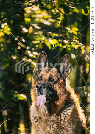 Alsatian Wolf Dog Sitting In Green Summer Park forest. Brown German Shepherd Dog Close Up Portrait. German Shepherd, a carnivorous dog breed portrait tongue. Alsatian Wolf Dog Sitting In Green Summer Park forest. Brown German Shepherd Dog Close Up Portrait. German Shepherd, a carnivorous dog breed portrait tongue. 112399153