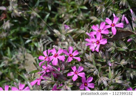 Creeping Phlox Atropurpurea 112399182