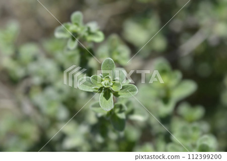 Sweet marjoram Sweet marjoram 112399200