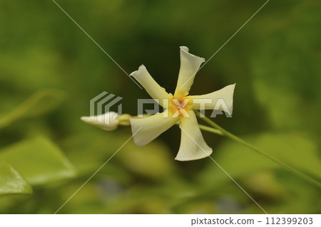 Star jasmine Star of Toscana 112399203