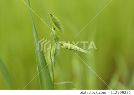 Common oat 112399225