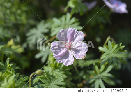 Bloody cranesbill 112399241