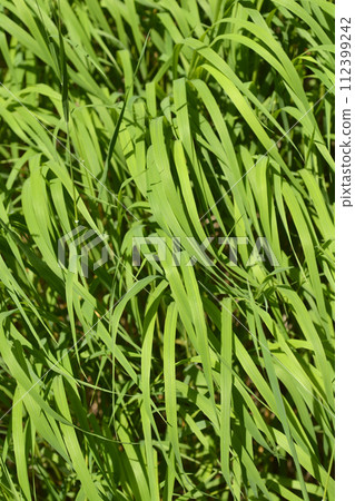Heath false brome Heath false brome 112399242