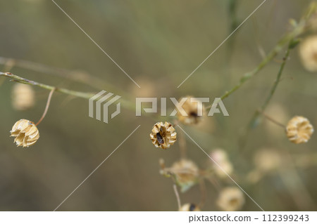 Common flax 112399243