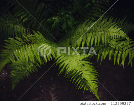 Beautiful ferns leaves green foliage. Close up of beautiful growing ferns in forest or park. Rainforest jungle landscape. Green plants nature wallpaper. Organic nature background. 112399257