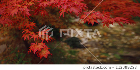 Beautiful autumn leaves that turned red in autumn in Japan. Japanese Maple tree called Acer Palmatum Fireglow in bright sunshine. 112399258