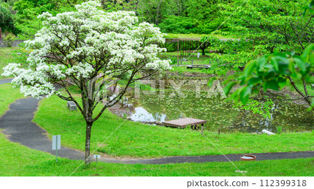 春天的新綠森林中閃閃發光的池塘和池塘(花王古林交換設施「里山」) 山鹿市 春天的新綠森林中閃閃發光的池塘和池塘(花王古林交換設施「里山」) 山鹿市 112399318