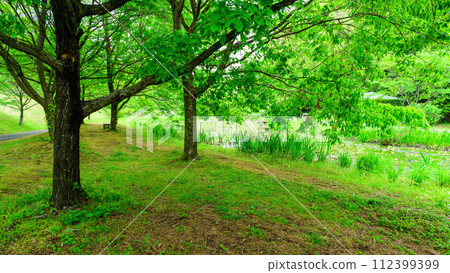 Fresh green forest scenery that shines in the bright spring weather (Kao Ancient Forest Exchange Facility “Satoyama”) Yamaga City Fresh green forest scenery that shines in the bright spring weather (Kao Ancient Forest Exchange Facility “Satoyama”) Yamaga City 112399399