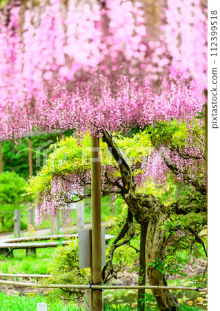 heimische orchidee wei Orchidee weiss
