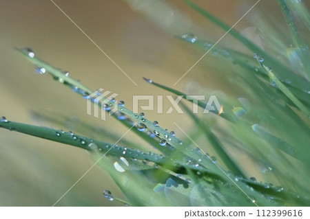Spring. Beautiful natural background of green grass with dew and water drops. Seasonal concept - morning in nature. Spring. Beautiful natural background of green grass with dew and water drops. Seasonal concept - morning in nature. 112399616