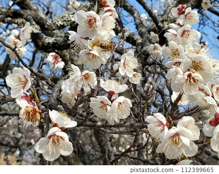 Bee and white plum Bee and white plum 112399665
