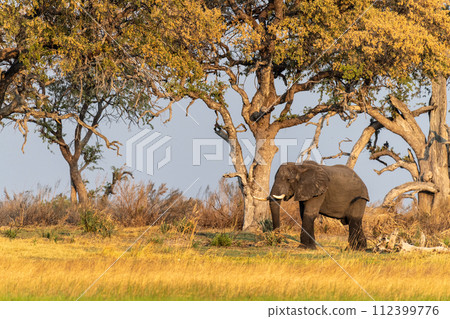 African Elephant grazing in the Okavango Delta at sunset African Elephant grazing in the Okavango Delta at sunset 112399776