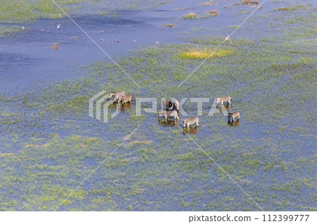 Aerial shot of Zebras grazing in the Okavango Delta 112399777