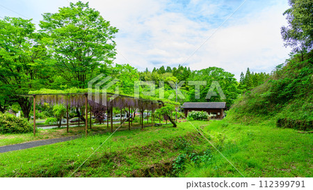 春天的新綠森林中綻放出絢麗紫藤花的光芒(花王古林交換設施「里山」) 山鹿市 春天的新綠森林中綻放出絢麗紫藤花的光芒(花王古林交換設施「里山」) 山鹿市 112399791
