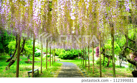 春天的新綠森林中綻放出絢麗紫藤花的光芒(花王古林交換設施「里山」) 山鹿市 春天的新綠森林中綻放出絢麗紫藤花的光芒(花王古林交換設施「里山」) 山鹿市 112399881