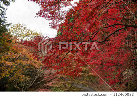 鮮紅的秋葉 鮮紅的秋葉 112400088