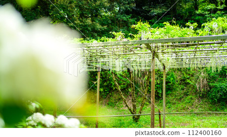 春天的新綠森林中綻放出白色紫藤花的光芒（花王古林交換設施「里山」） 山鹿市 112400160