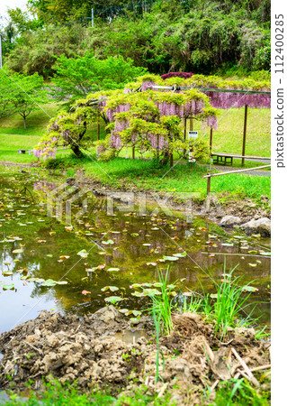 The scenery around the pond and red wisteria flowers that shine in the fresh green forest of spring (Kao Ancient Forest Exchange Facility "Satoyama") Yamaga City 112400285