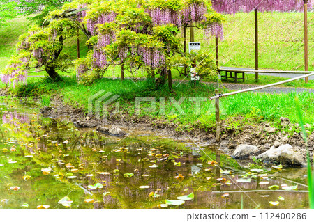The scenery around the pond and red wisteria flowers that shine in the fresh green forest of spring (Kao Ancient Forest Exchange Facility "Satoyama") Yamaga City 112400286