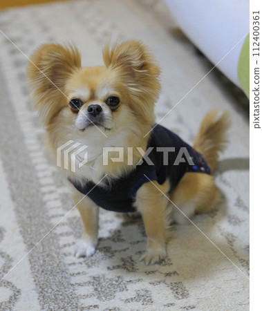 佩基奇瓦 112400361