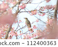 Bulbul and spring 112400363