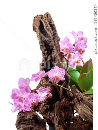 Violet orchid on an old wooden snag, isolated on white. 112400374