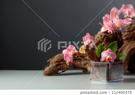 Pink orchid in a transparent pot with substrate. 112400378