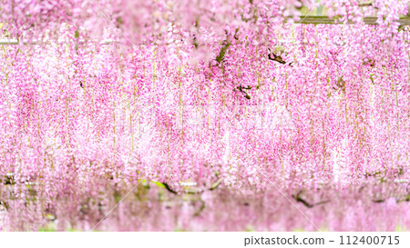 春日綠意中閃耀的紅紫藤花（特寫）（花王古林交換設施「里山」） 山鹿市 112400715