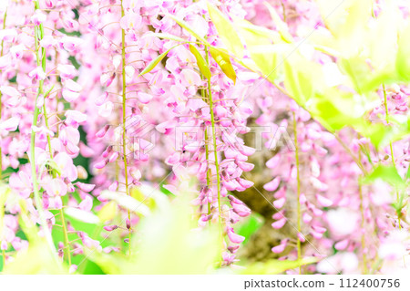 Red wisteria flowers shining in the bright spring greenery (close-up) (Kao Ancient Forest Exchange Facility "Satoyama") Yamaga City 112400756