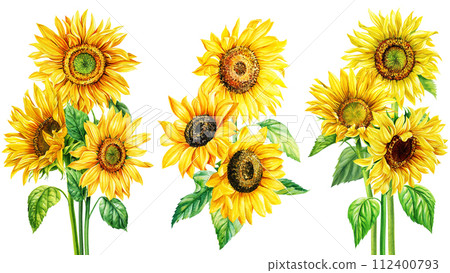 Bouquet of yellow flowers, autumn colors sunflowers on isolated white background, watercolor botanical painting flora Bouquet of yellow flowers, autumn colors sunflowers on isolated white background, watercolor botanical painting flora 112400793