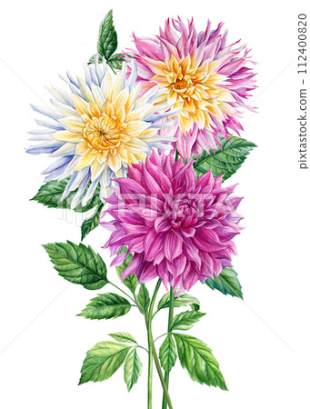 Bouquet of dahlia flowers. Watercolor dahlia flowers, hand drawn floral illustration, botanical isolated illustration 112400820